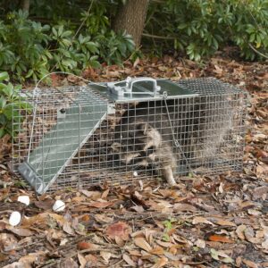 Havahart 1085 Large 1-Door Easy Set & Release Humane Live Animal Trap for Armadillos, Cats, Groundhogs, Muskrats, Nutria, Opossums, Racoons, Skunks, and Other Similar-Sized Animals