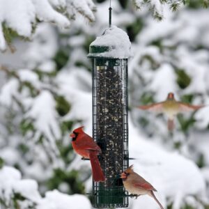 Squirrel Buster Classic Squirrel-proof Bird Feeder w/4 Feeding Ports, 2.4-pound Seed Capacity