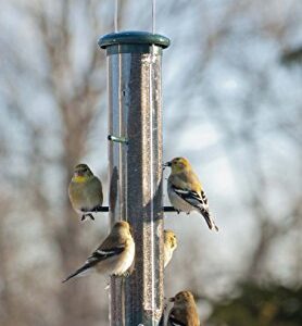 Woodlink NATUBE9 Audubon Plastic 8 Port Thistle Finch Feeder, Green, 15-Inch