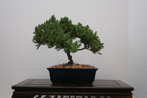 LOU'S BONSAI NURSERY Juniper Bonsai Tree in Japanese Pot