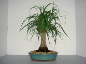 lou's bonsai nursery ponytail palm bonsai tree