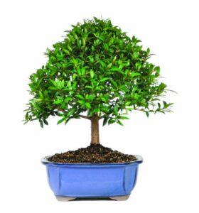 brussel's dwarf eugenia bonsai