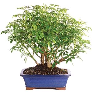 brussel's live hawaiian umbrella indoor bonsai tree - 8 years old; 10" to 14" tall in decorative container