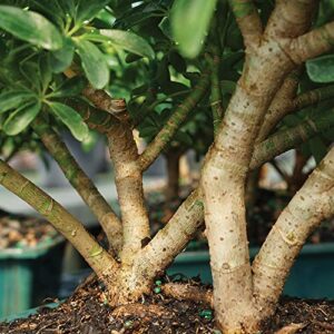 Brussel's Live Hawaiian Umbrella Indoor Bonsai Tree - 8 Years Old; 10" to 14" Tall in Decorative Container