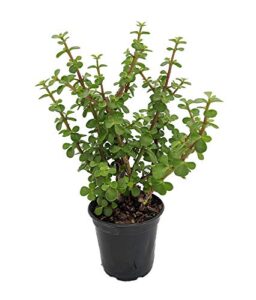 mini jade plant - portulacaria afra - 4.5" pot