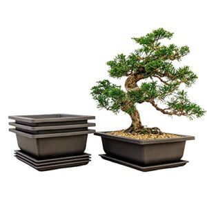 bonsai outlet training pots with humidity trays - built in mesh, brown 8-inch large planters + made from durable shatter proof poly-resin, set of 3 pot set