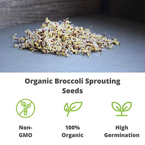 Organic Broccoli Sprouting Seeds by Handy Pantry | 2.5 Pound Resealable Bag | Bulk Non-GMO Broccoli Sprouts Seeds, Contain Sulforaphane