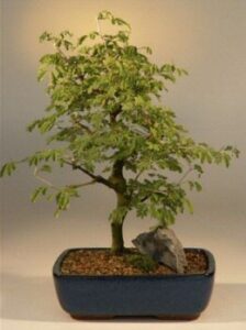 bonsai boy's brazilian raintree bonsai tree large(pithecellobium tortum)