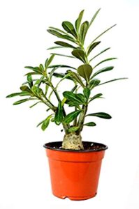 9greenbox - desert rose bonsai - ship bare root