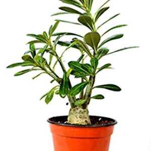 9GreenBox - Desert Rose Bonsai - Ship Bare Root