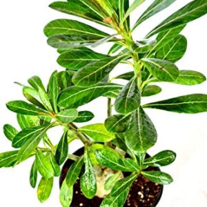 9GreenBox - Desert Rose Bonsai - Ship Bare Root