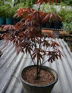 Suminagashi Japanese Maple 10 Seeds- Outdoors or Bonsai