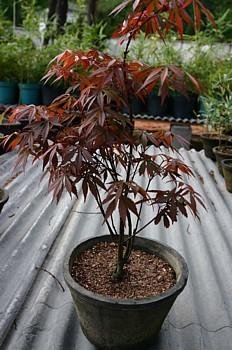 Suminagashi Japanese Maple 10 Seeds- Outdoors or Bonsai