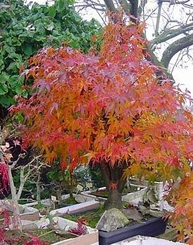 Suminagashi Japanese Maple 10 Seeds- Outdoors or Bonsai