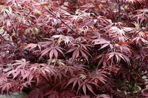 suminagashi japanese maple 10 seeds- outdoors or bonsai