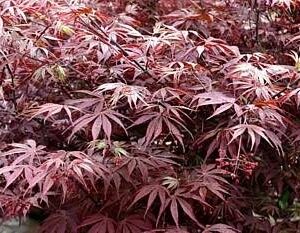 Suminagashi Japanese Maple 10 Seeds- Outdoors or Bonsai