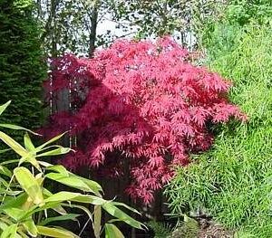 Suminagashi Japanese Maple 10 Seeds- Outdoors or Bonsai