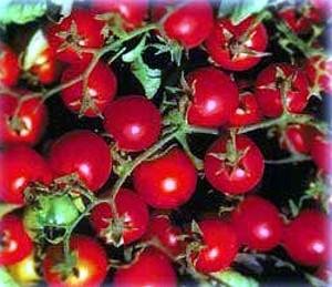 bonsai dwarf red cherry tomato 35 seeds - hybrid