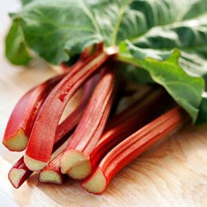 victoria red rhubarb 25 seeds-perennial - easy to grow