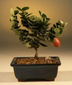 flowering plum bonsai tree-small