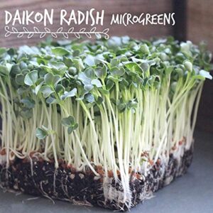 Organic Radish Sprouting Seeds - 1 Pound Non-GMO Daikon Radish Seeds - Plant & Grow Microgreens Indoors