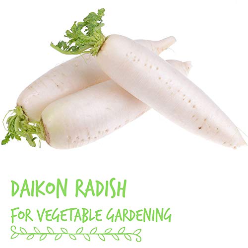 Organic Radish Sprouting Seeds - 1 Pound Non-GMO Daikon Radish Seeds - Plant & Grow Microgreens Indoors