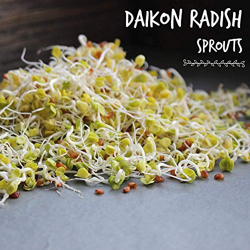 Organic Radish Sprouting Seeds - 1 Pound Non-GMO Daikon Radish Seeds - Plant & Grow Microgreens Indoors