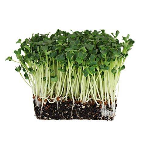 Organic Radish Sprouting Seeds - 1 Pound Non-GMO Daikon Radish Seeds - Plant & Grow Microgreens Indoors