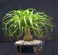 skg inc.'s ponytail palm bonsai