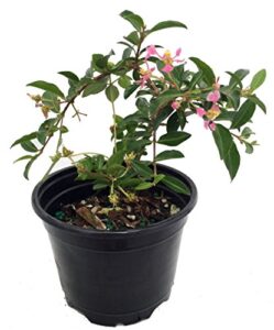 barbados cherry plant - malpighia emarginata - indoors/out - 4" pot