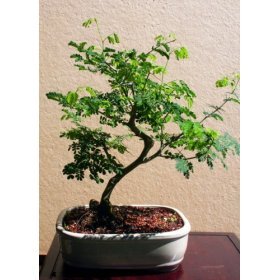 m&m bonsai brazilian raintree