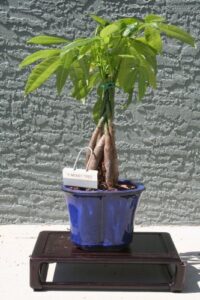 m&m bonsai braided money tree