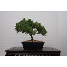 m&m bonsai juniper bonsai tree in japanese pot
