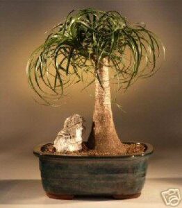 m&m bonsai large ponytail palm bonsai tree