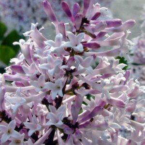 Miss Kim Manchurian Dwarf Lilac - Syringa - Outdoors/Bonsai - 4" Pot