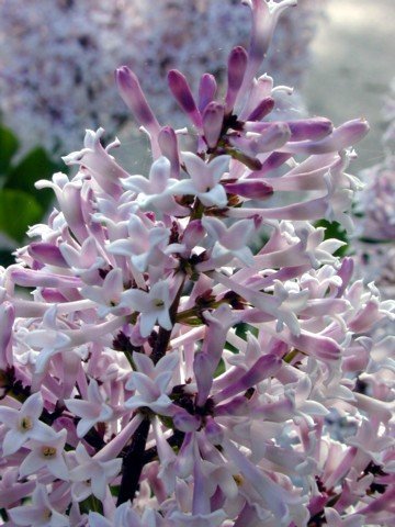 Miss Kim Manchurian Dwarf Lilac - Syringa - Outdoors/Bonsai - 4" Pot