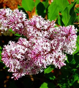 miss kim manchurian dwarf lilac - syringa - outdoors/bonsai - 4" pot