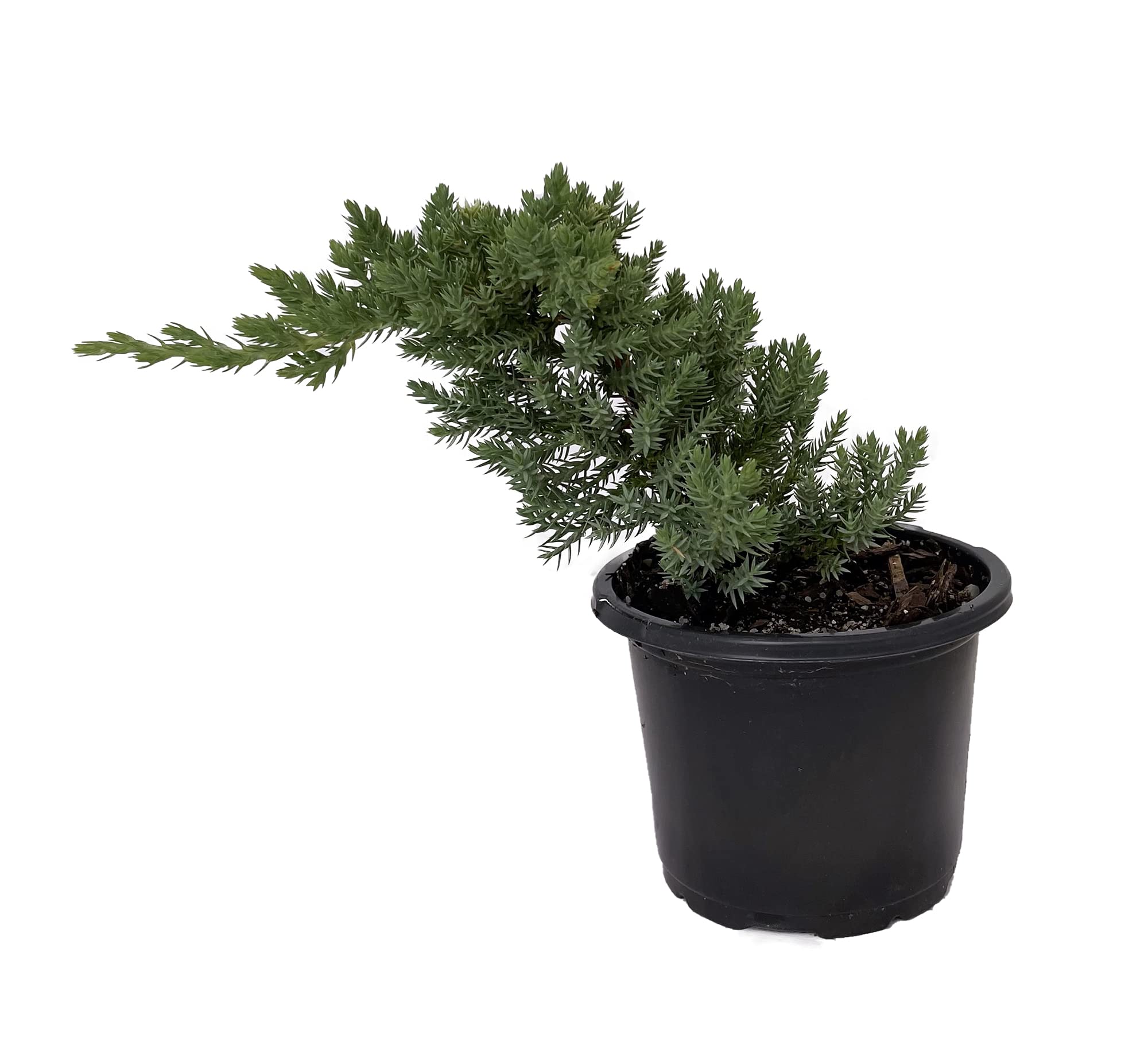 Japanese Juniper Bonsai Tree - 4" Pot - Juniperus procumbens - Nana