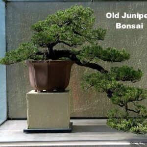 Japanese Juniper Bonsai Tree - 4" Pot - Juniperus procumbens - Nana