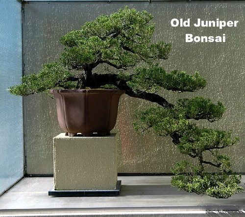 Japanese Juniper Bonsai Tree - 4" Pot - Juniperus procumbens - Nana