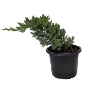 Japanese Juniper Bonsai Tree - 4" Pot - Juniperus procumbens - Nana