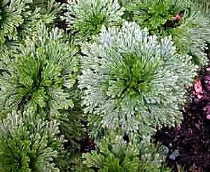 Rose of Jericho Resurrection Fern - Polypodium - Dinosaur Fern/Miracle Air Fern