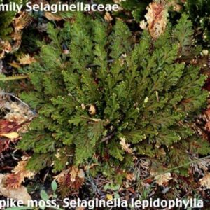 Rose of Jericho Resurrection Fern - Polypodium - Dinosaur Fern/Miracle Air Fern