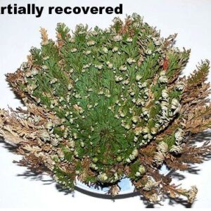 Rose of Jericho Resurrection Fern - Polypodium - Dinosaur Fern/Miracle Air Fern