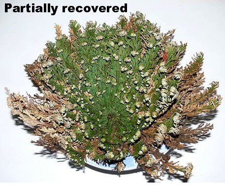 Rose of Jericho Resurrection Fern - Polypodium - Dinosaur Fern/Miracle Air Fern