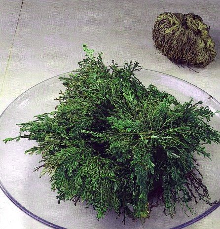 Rose of Jericho Resurrection Fern - Polypodium - Dinosaur Fern/Miracle Air Fern