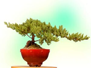 6+ year old juniper bonsai tree in handpainted red setku bowl