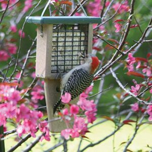 Birds Choice SNTP Recycled Single Cake Tail Prop Suet Feeder, 1 Suet Cake, 8"L X 3"W Xv12"H, Taupe Base w/ Green Roof