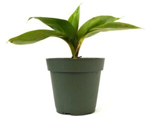 9greenbox - dwarf banana plant - 4" pot - live plant