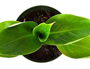 9Greenbox - Dwarf Banana Plant - 4" Pot - Live Plant